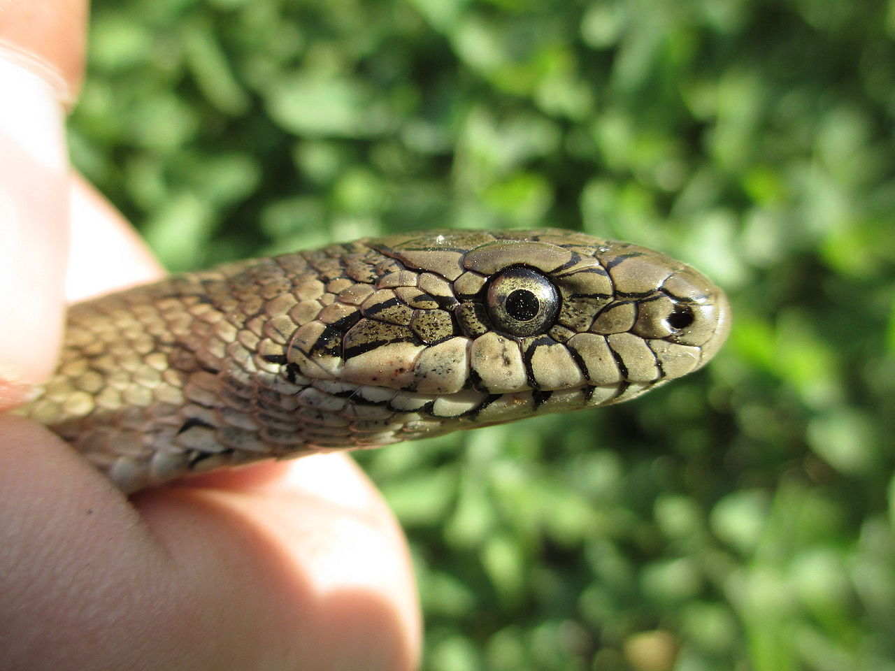 Dione's Rat Snake in close up